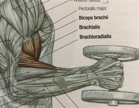 what muscles are used in arm wrestling|A list of all muscles involved in armwrestling : r/armwrestling